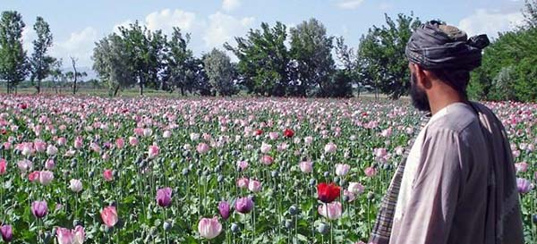 Increase in Poppy  Cultivation 