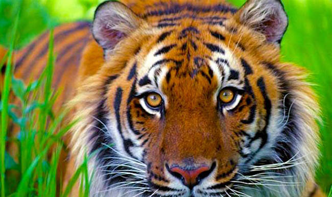 Bringing the Caspian Tiger Back to Life