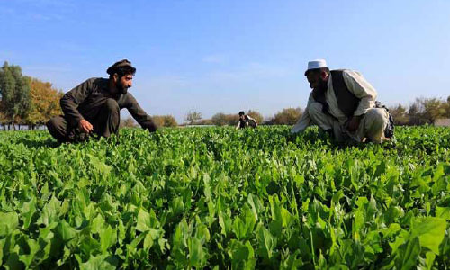 Indian Firms Asked to Invest in Afghan Agro Sector