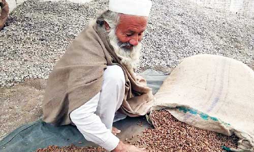 Afghanistan to Export  Pine Nuts Directly to China