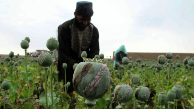 Poppy Cultivation,  Drug Production up  by 90 Percent