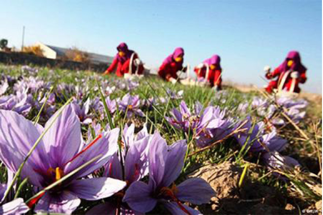 Paktia Climate  Suitable for Saffron