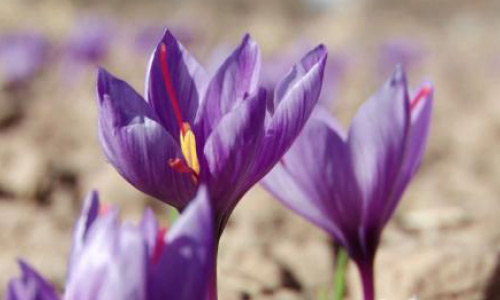 Saffron Fields Cover 70 Hectares of Land in Balkh