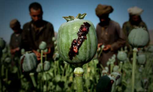 Afghanistan Poppy Cultivation Declines; Opium Production Rises