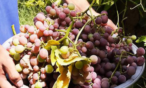 Herat Farmers to Produce  135,000 Tons of Grapes this Year