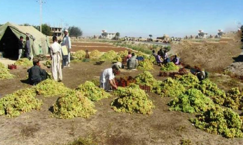 Duty Hike by Pakistan  Hits Samangan Grape Exports