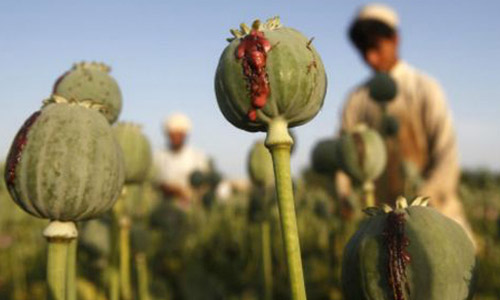 Terrorism, opium and corruptions: the  catastrophic triangle in Afghanistan 