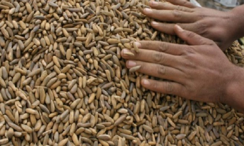Afghanistan’s Pine Nuts Production  Up by 10% This Year