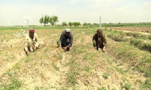 Khost Growers Voice Satisfaction with Saffron Yield