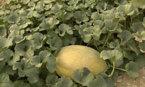 Melon Production  on the Rise in Badghis