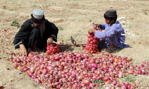 Onion Brings Smile on  Growers in Kandahar