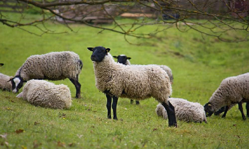 Taliban Militants Looted 100  Sheep of Villagers in Sar-E-Pol