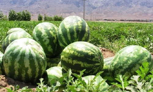 2,000 Tons of Afghan  Watermelon to be  Exported to Azerbaijan