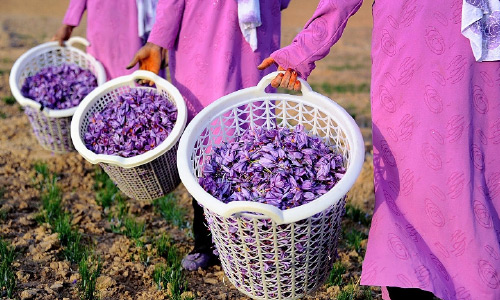 Saffron Cultivation, Yield Doubles  in Baghlan This Year