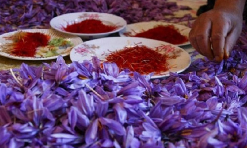 Saffron Processing Center  Built in Afghanistan’s Badghis Province