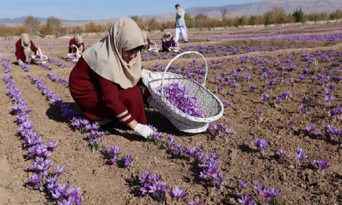 UAE, Azerbaijan Ready  to Buy Afghan Products