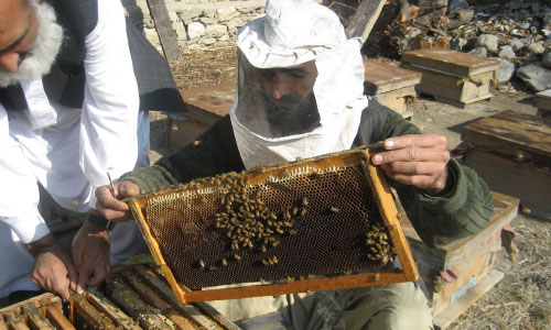 Beekeeping Industry  Expanding in Afghanistan