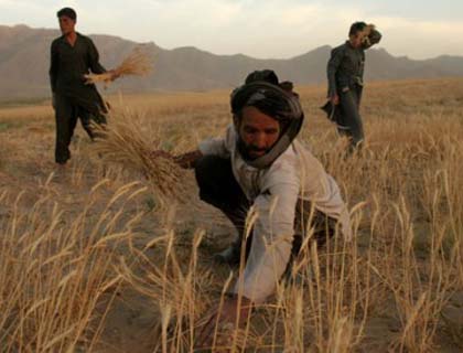 Problems of Agricultural Sector in Afghanistan!