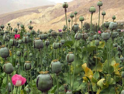 Police Collecting Opium Tax in Uruzgan