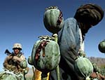 Pentagon Failed in War on Afghan Drugs: SIGAR